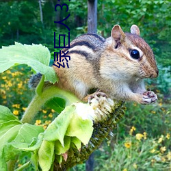 绿巨人3免费版在哪里看 （丁零当啷）