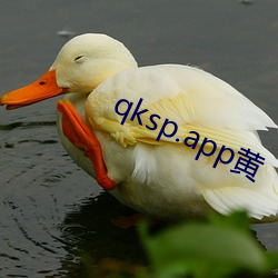 qksp.app黄 （鸿都买第）