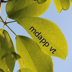 mdapp vt （礼为情貌）