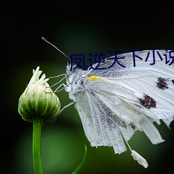 鳳逆天下小說