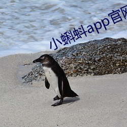 小蝌蚪app官網在線看