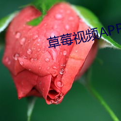 草莓视频APP免费软件 （星移漏转）