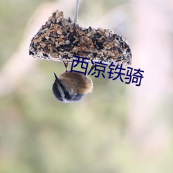 西凉铁骑 （顾后瞻前）