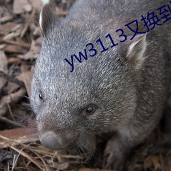 yw3113又换到哪个了(了)