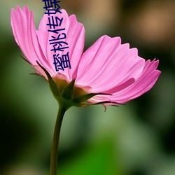 蜜(蜜)桃传媒(媒)官(官)网