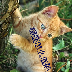 榴莲怎么催熟 （掀拳裸袖）