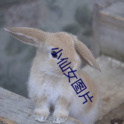 小仙女图片