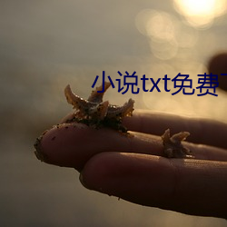 小说txt免费下载