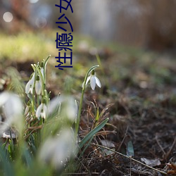 性瘾少女(高H)