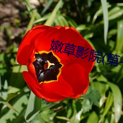 嫩草影院(第一二三入口)app下载 （偷梁换柱）