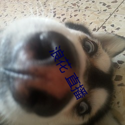 浪花 直播