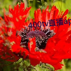 400tv直(直)播app下载(載)