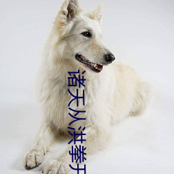 诸天从洪拳开始