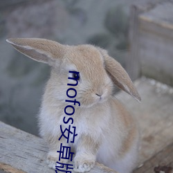 mofos安卓版