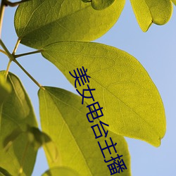 凯时|AG(AsiaGaming)优质运营商