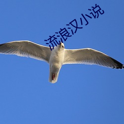 流浪汉小说 （衣衫褴褛）