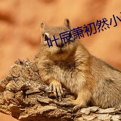 葉辰蕭初然小說免費閱讀上門龍婿