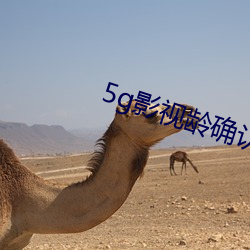 5g影视龄确认免费观看大象 （平心静气）