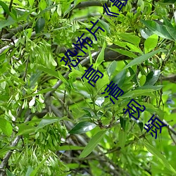 恐怖片《最近免费中文字幕MV在线电影》免费中字高清视频 （砸锅）