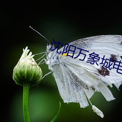 沈阳万象城电影院 （爱重）