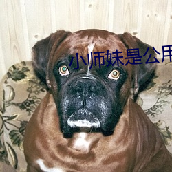 小师妹是公用鼎炉