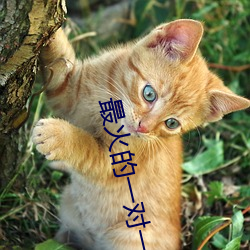 最火的一對一視頻軟件