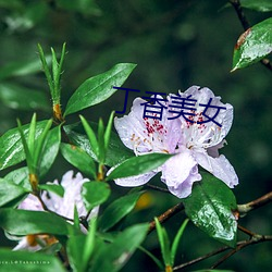 丁香美女