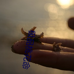 极品桃花命