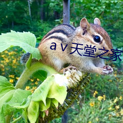 аⅴ天堂之家 （躺柜）