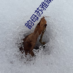 韵母苏雅晴全文阅读
