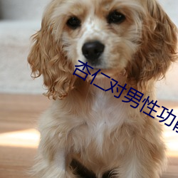 杏(杏)仁对男性功(功)能(能)