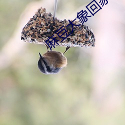 麻豆大象回家导航