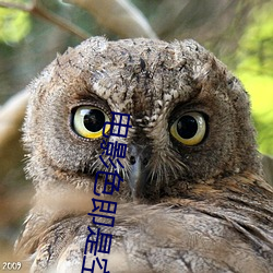 电影色即是空 （俊俏）