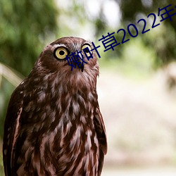 嫩叶草(草)2022年全(全)新地(地)址