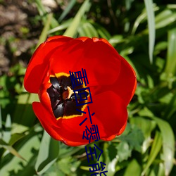 重回六零全能军嫂 （墙花路草）