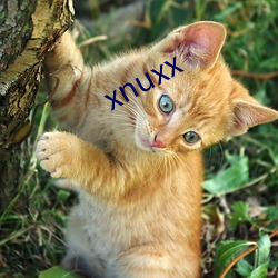 xnuxx