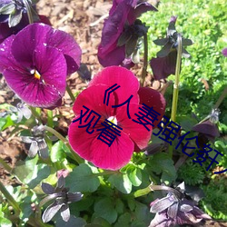 《人妻(qī)强伦(lún)姧人妻(qī)完(wán)bd》高清不卡(kǎ)在(zài)线(xiàn)观(guān)看