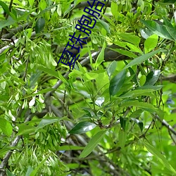 夏珠胞胎全文免费阅读 （殷浩书空）