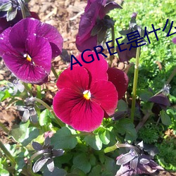 AGREE是什么意思