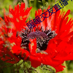 暖暖(暖)交友(友)直(直)播平台