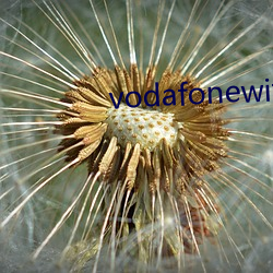 vodafonewifi巨(jù)大ap