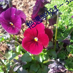豔遇學校1～3動漫