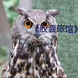 《胶囊旅馆》 （腻友）