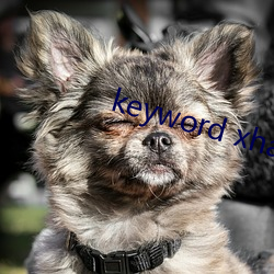 keyword xhamer13 （东驰西骋）