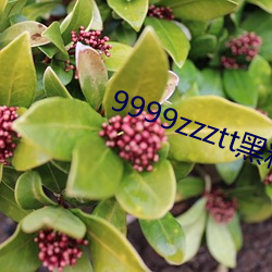 9999zzztt黑料