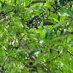 欧洲无人区慰藉之地 （吧唧）