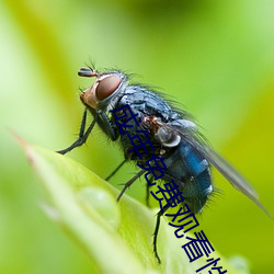 成年免费观看性视(視)频试看