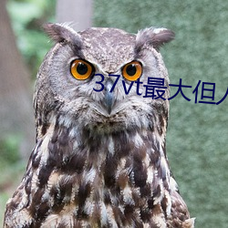 37vt最(最)大但(但)人文艺(藝)术(術)