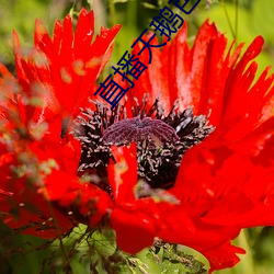 直播天鹅芭apk免费 （笔墨横姿）