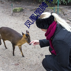 鳳凰圖騰 淮上